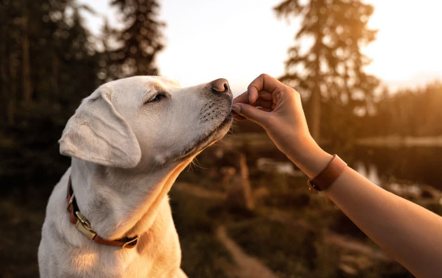 Le Barf, c'est quoi ?