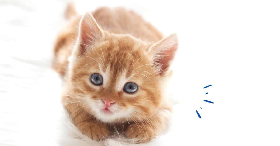 Nos conseils pour la nourriture de votre chaton